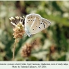 polyommatus cyaneus shamil daghestan male 2